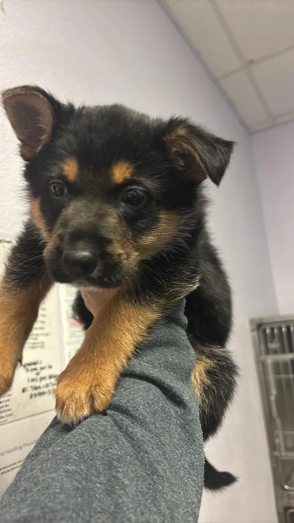 A baby small-sized male Shepherd dog named Nalu for adoption in New Braunfels, TX