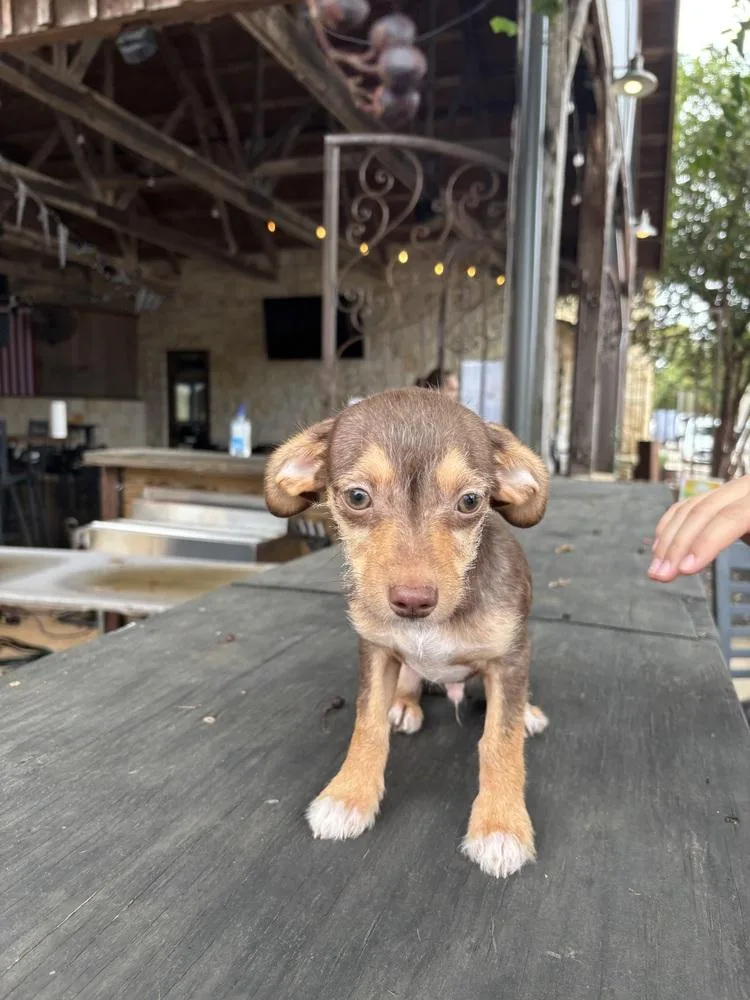 A baby small-sized male Chihuahua dog named Peanut for adoption in New Braunfels, TX