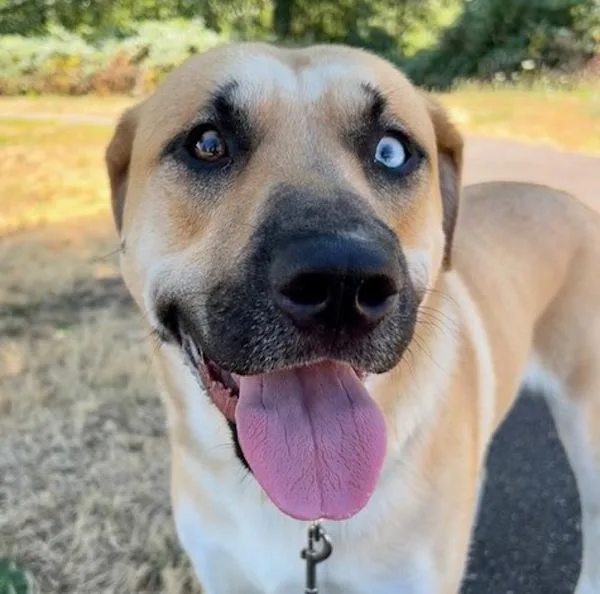 A young large-sized male Mixed Breed dog named Sandman for adoption in Troutdale, OR