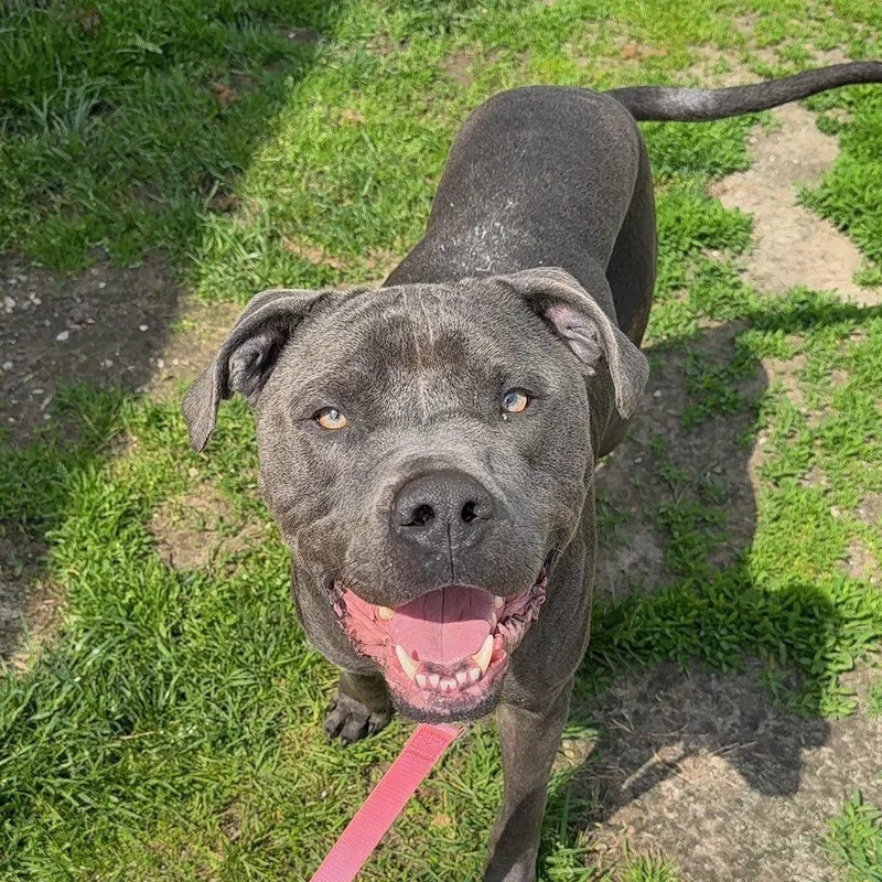 An adult large-sized male Rottweiler dog named Ace for adoption in Alma, MI