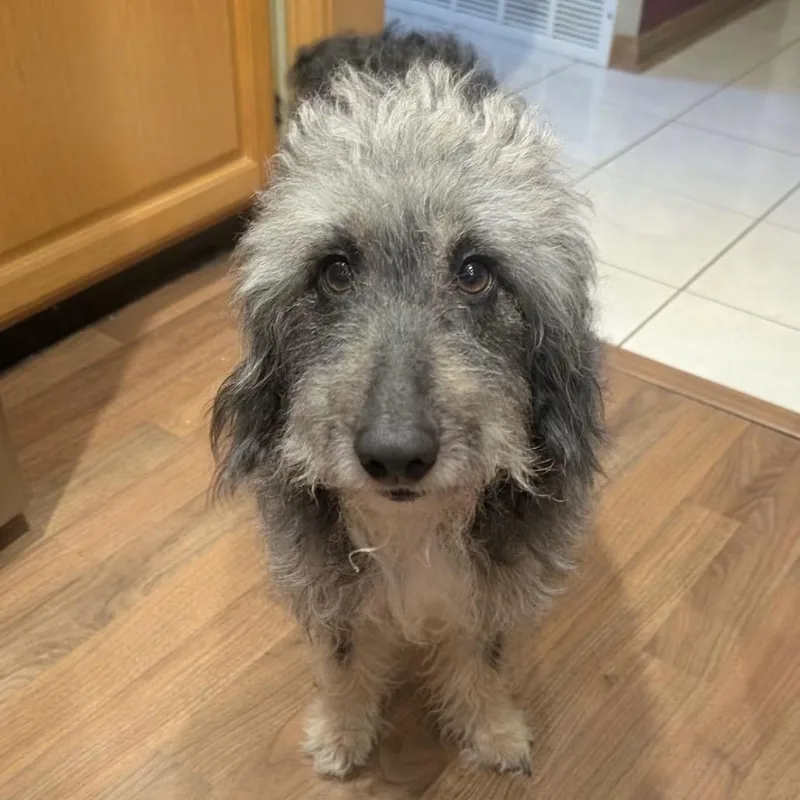 An adult medium-sized male Gray / Blue / Silver Schnauzer dog named Emmett for adoption in Avon, OH