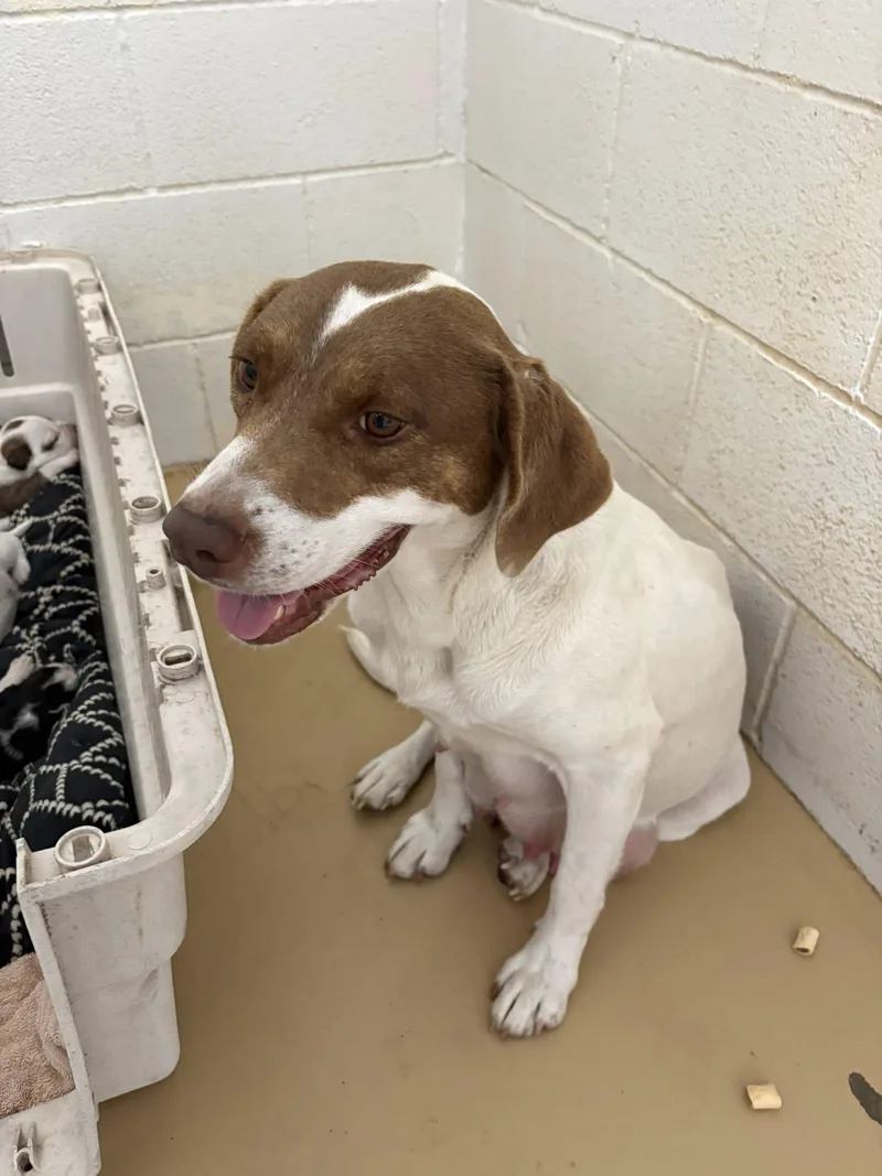 Momma Dog thumbnail 2