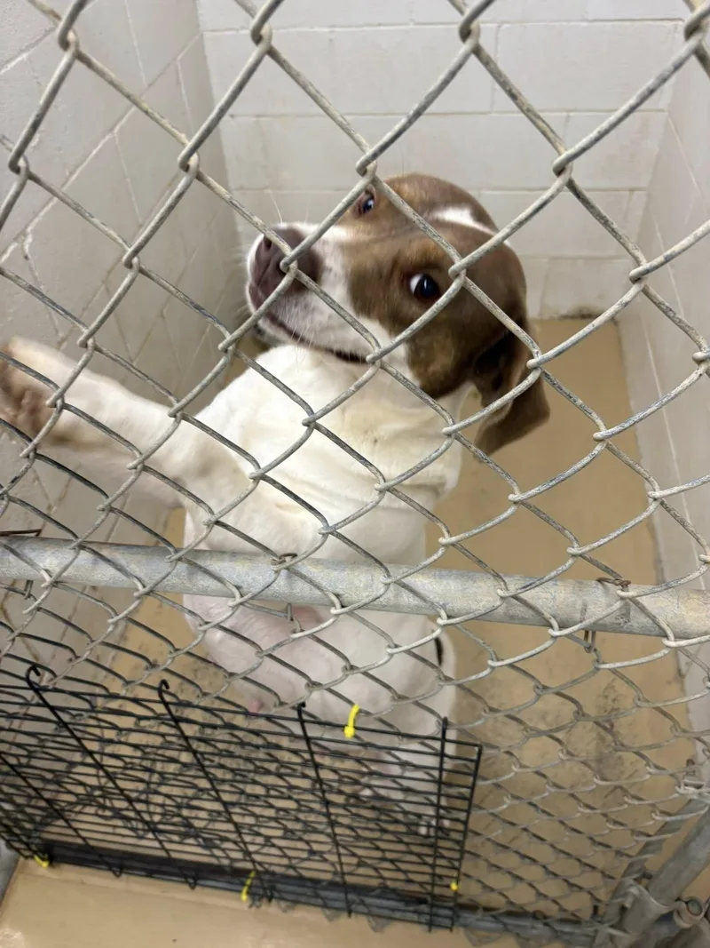 An adult medium-sized female White / Cream Labrador Retriever dog named Momma Dog for adoption in Clyde, TX