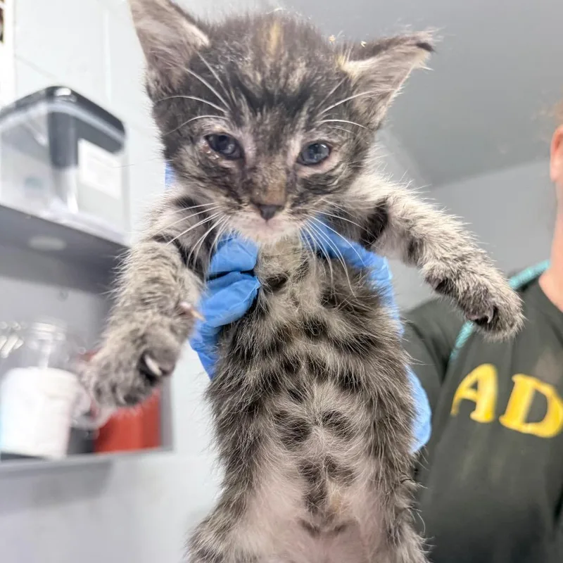 A baby small-sized female Brown / Chocolate Domestic Medium Hair cat named Kitana for adoption in Summerville, SC