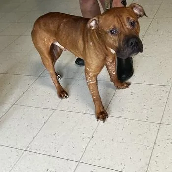 An adult medium-sized male Brown / Chocolate Mixed Breed dog named Bean Brain for adoption in Davenport, IA