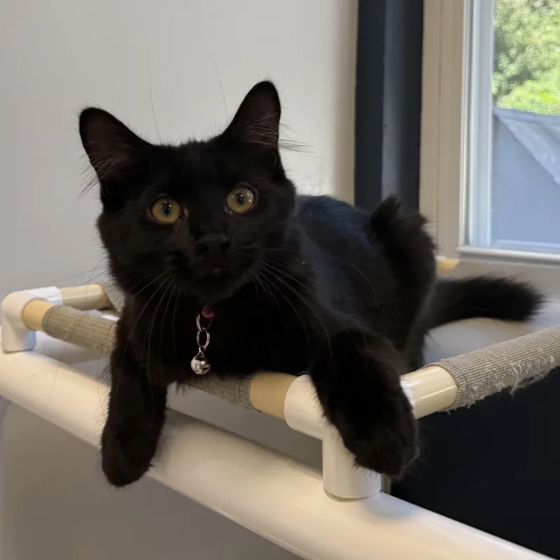 A baby small-sized female Black Domestic Short Hair cat named Cocoa for adoption in North Haven, CT