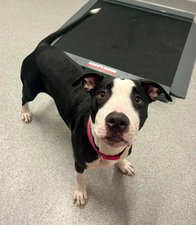 An adult medium-sized female Mixed Breed dog named Luna for adoption in Moundsville, WV