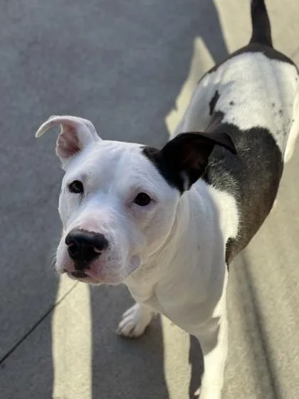 Snow Plow thumbnail 3