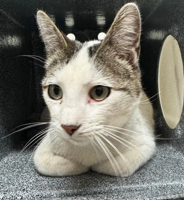 An adult medium-sized female Domestic Short Hair cat named Tulip for adoption in Pocatello, ID