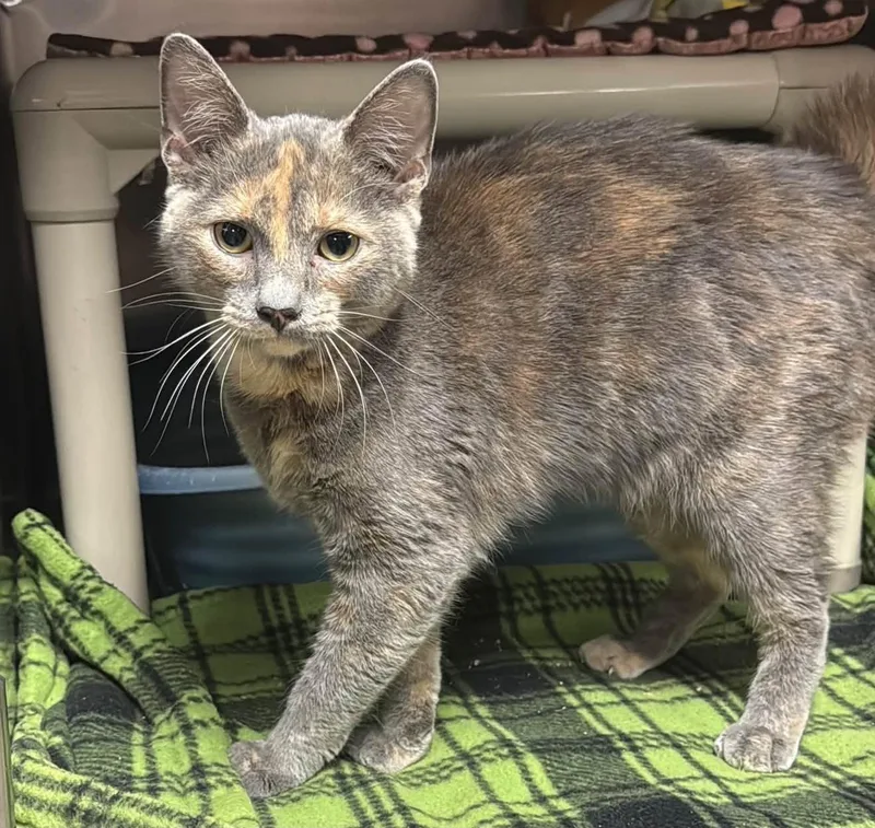 A young medium-sized female Tortoiseshell cat named Kinley for adoption in Wyandotte, MI