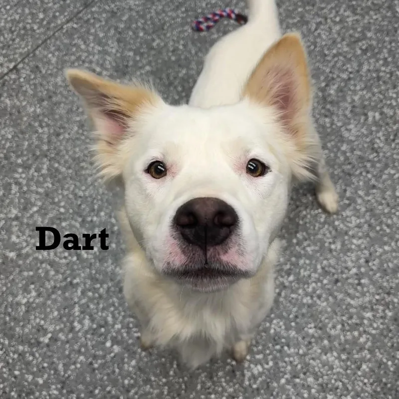 An adult medium-sized male White / Cream Mixed Breed dog named Dart for adoption in Parkersburg, WV