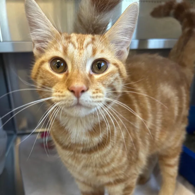 A baby medium-sized male Domestic Short Hair cat named Tigger for adoption in Sarasota, FL