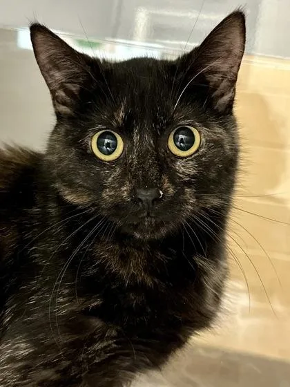 Cosmosphere thumbnail 2