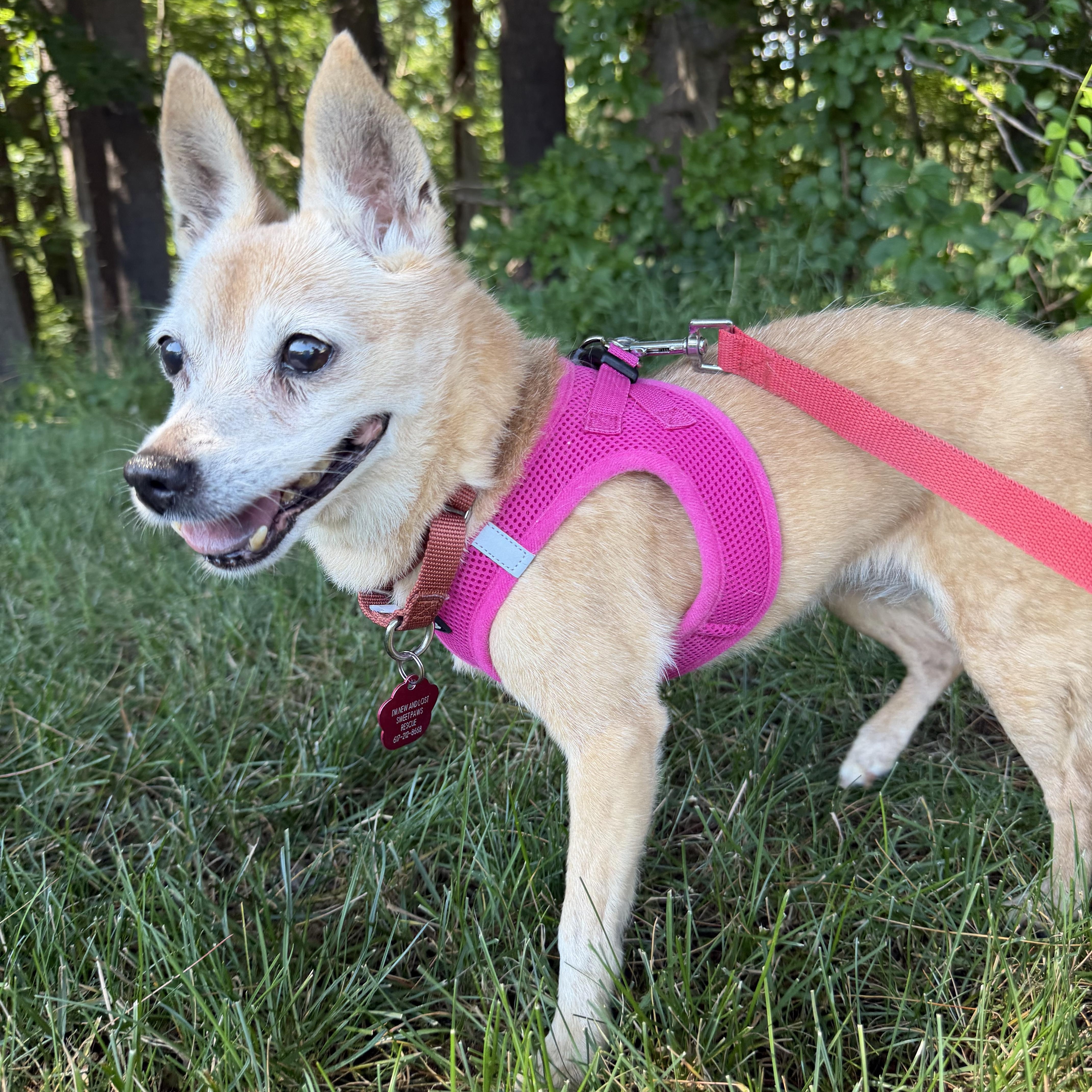 A senior small-sized female Yellow / Tan / Blond / Fawn Chihuahua dog named FiFi for adoption in Pelham, NH
