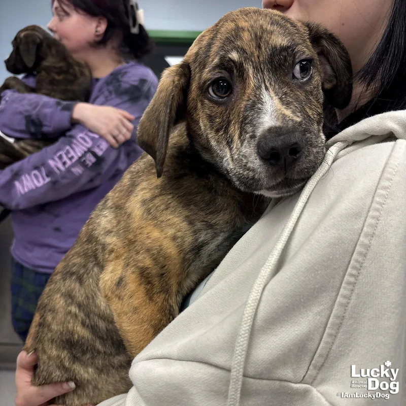 A baby medium-sized male Shepherd dog named James for adoption in Washington, DC