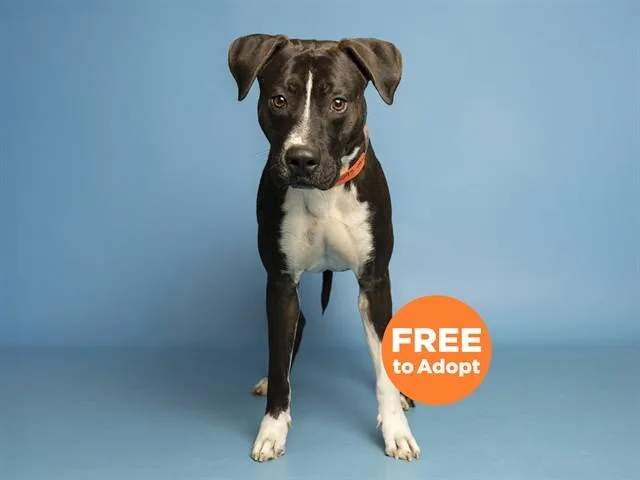 An adult large-sized male Pit Bull Terrier dog named Spike for adoption in Phoenix, AZ
