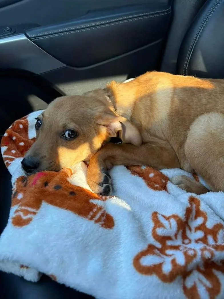 A baby medium-sized male Yellow / Tan / Blond / Fawn Beagle dog named Bagelmeet Me Im In for adoption in Watertown, CT