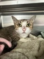 A young medium-sized female Tabby (Brown / Chocolate) Domestic Short Hair cat named Ida for adoption in Manitowoc, WI
