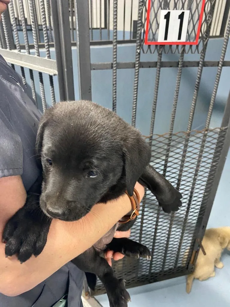 A baby large-sized female Mixed Breed dog named Melanie for adoption in Cartersville , GA