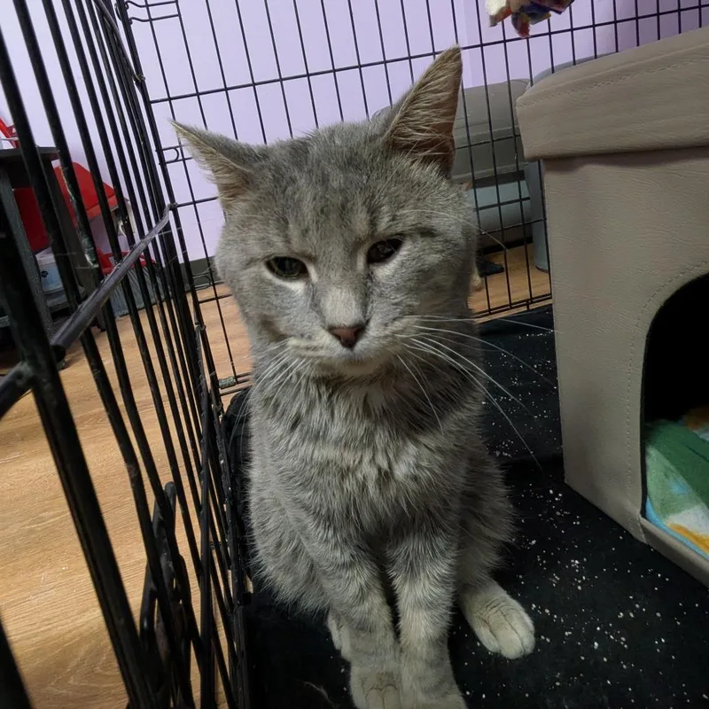 An adult medium-sized male Gray / Blue / Silver Domestic Short Hair cat named OwDi for adoption in Springfield, IL