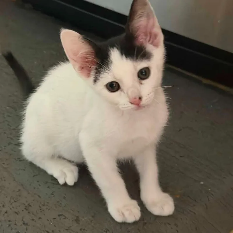 A baby small-sized male Domestic Short Hair cat named Cookies & Cream for adoption in Magnolia, TX