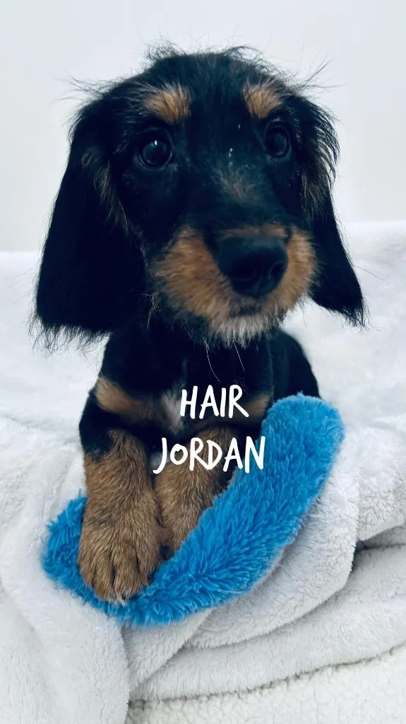 Hair Jordan