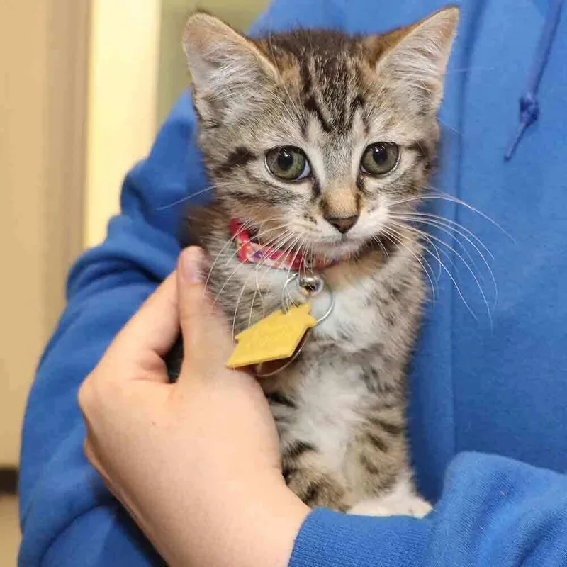 A baby small-sized female Domestic Short Hair cat named Elizabeth for adoption in Port Washington, NY