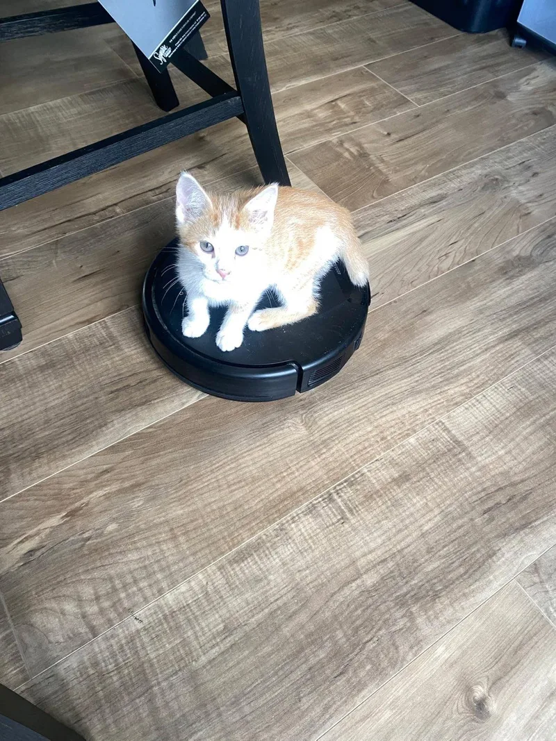 A baby small-sized male Orange & White American Bobtail cat named Bobby for adoption in Mineral Point, WI