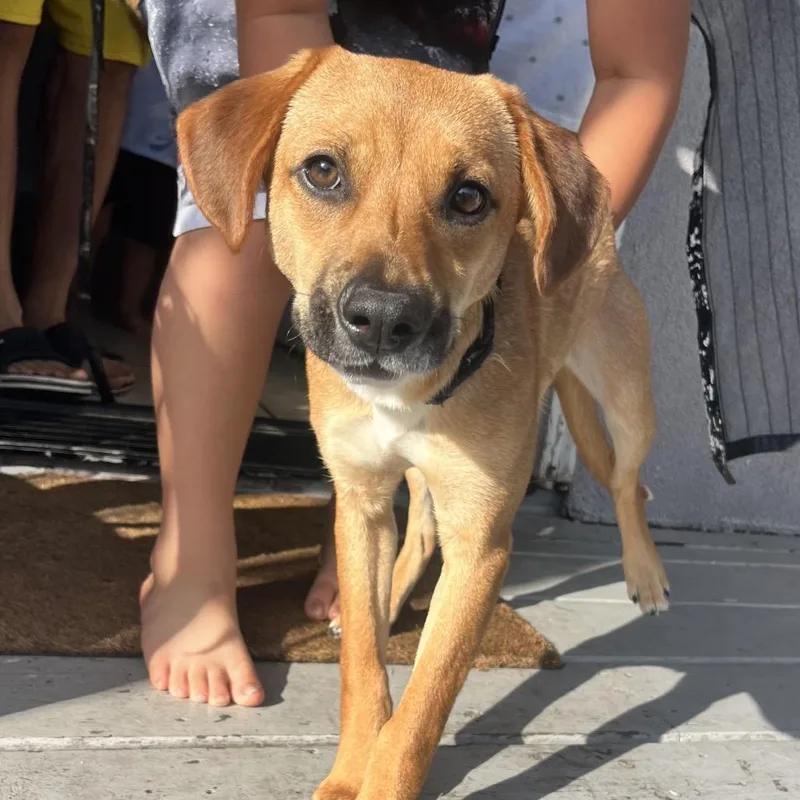 A young medium-sized female Terrier dog named Mabel for adoption in New Orleans, LA