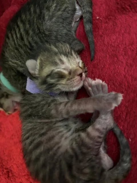 A baby medium-sized male Domestic Medium Hair cat named Felix for adoption in Dallas, TX