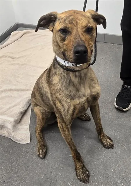 An adult large-sized male Pit Bull Terrier dog named Odin for adoption in Mesa, AZ