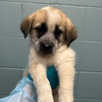 A young large-sized male Anatolian Shepherd dog named Sir Dollar General for adoption in Kansas City, MO