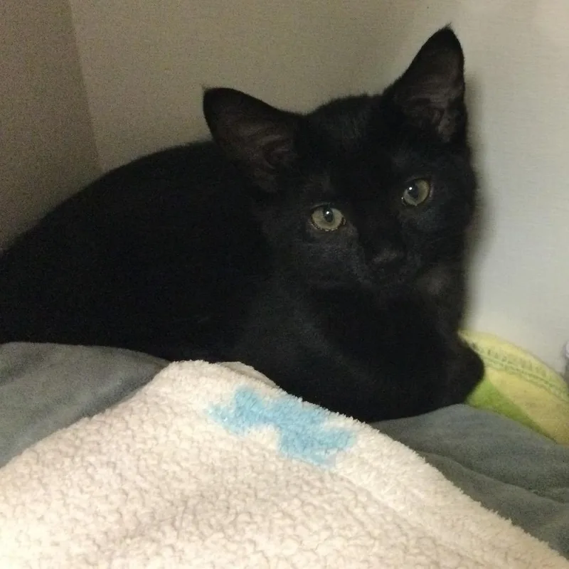 A baby small-sized male Black Domestic Short Hair cat named Bagheera for adoption in Redwood City, CA