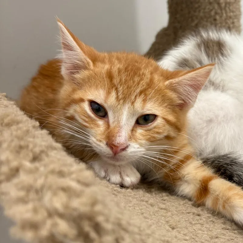 A baby small-sized male Orange / Red Domestic Short Hair cat named Lenny for adoption in North Branford, CT
