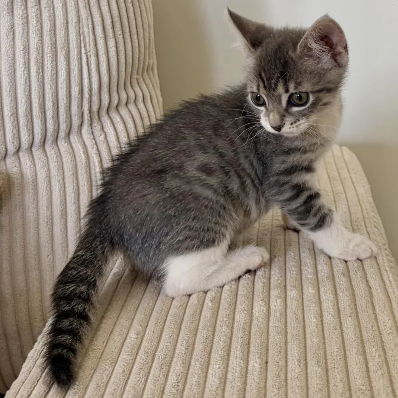 A baby small-sized female Gray / Blue / Silver Domestic Short Hair cat named Misty for adoption in Los Angeles, CA