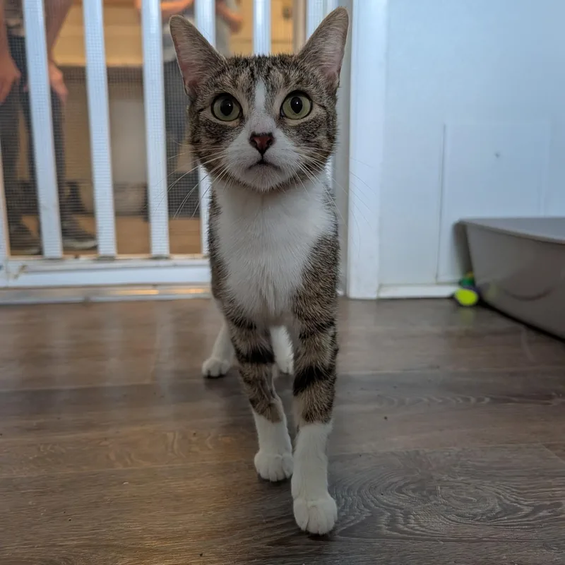 Lady Dewinter thumbnail 2