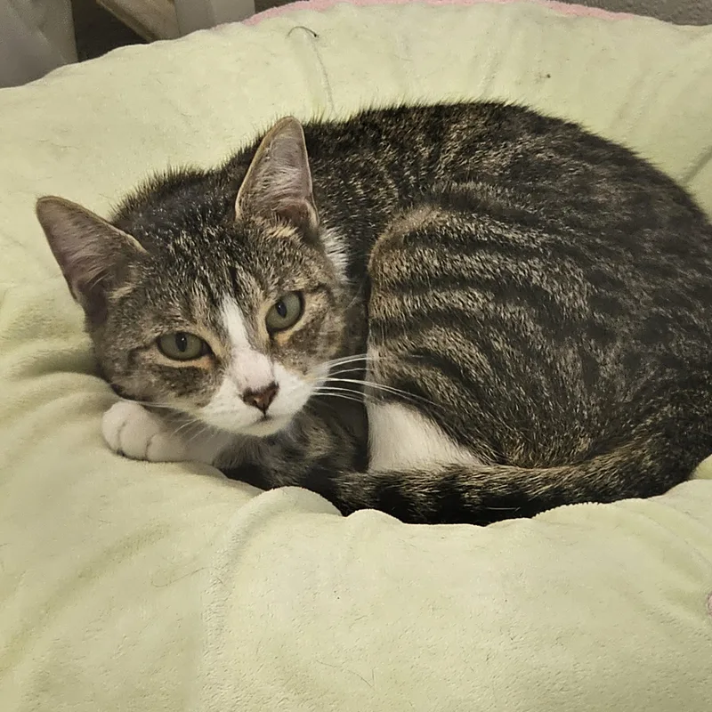 Lady Dewinter thumbnail 3