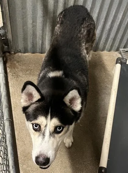 Balto