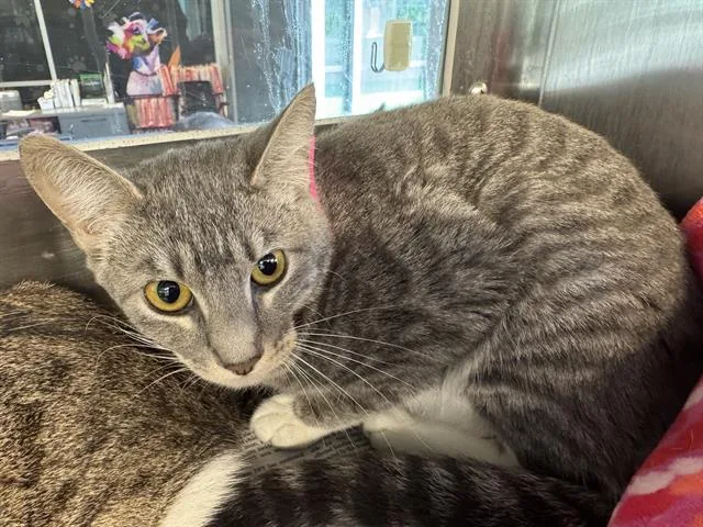 An adult medium-sized female Domestic Short Hair cat named Elizabeth for adoption in Grand Prairie, TX