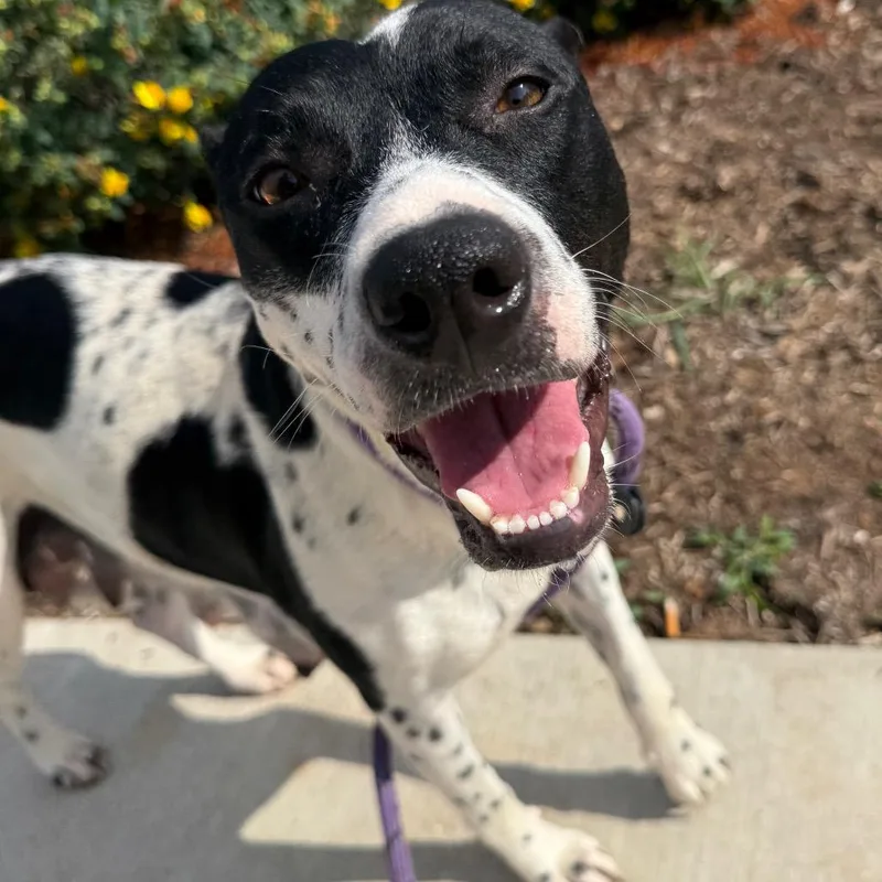 An adult medium-sized female Black Pit Bull Terrier dog named Lily for adoption in Madisonville, TN