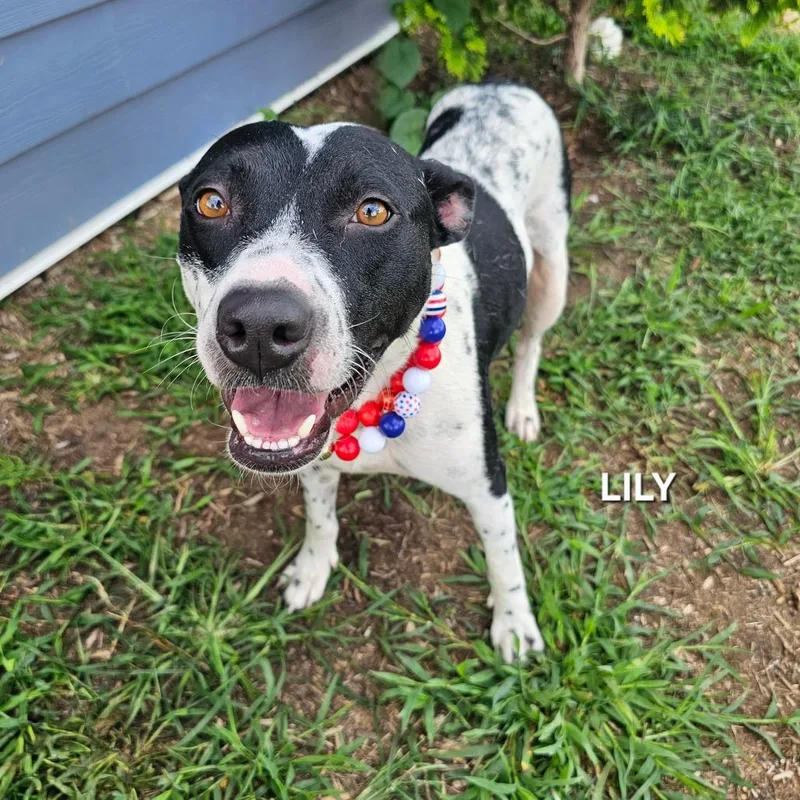 Lily thumbnail 2