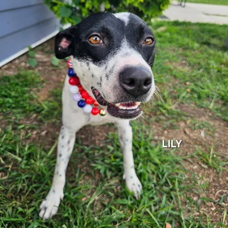 Lily thumbnail 3