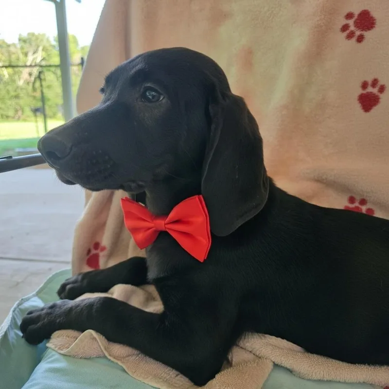 Little Jerry "LJ"