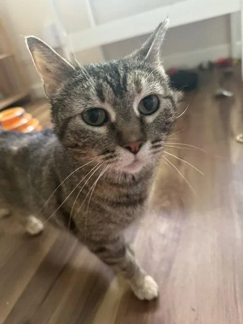 An adult small-sized female Domestic Short Hair cat named Charm for adoption in Aurora, CO