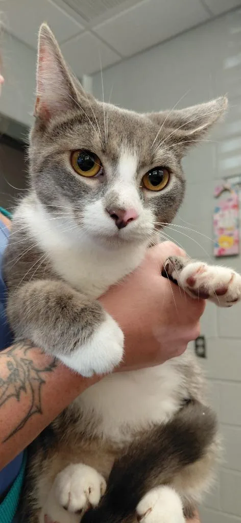 A young small-sized male Domestic Short Hair cat named King for adoption in Henderson, NC
