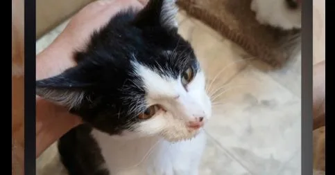 A baby small-sized male Domestic Short Hair cat named Glitch for adoption in Thatcher, AZ