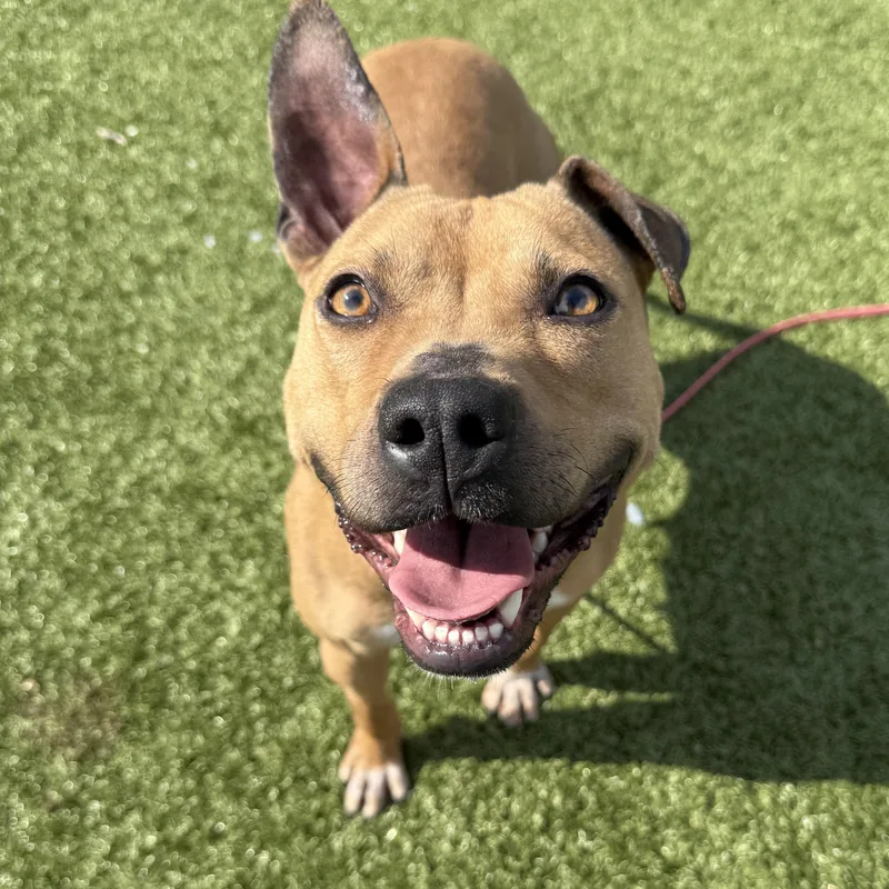 An adult medium-sized female Bicolor Pit Bull Terrier dog named Padme for adoption in Columbus, OH