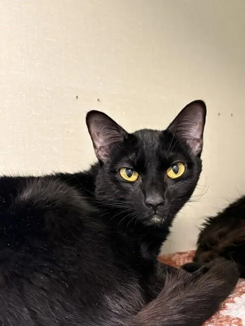 An adult medium-sized female Black Domestic Short Hair cat named Luna for adoption in Fort Collins, CO