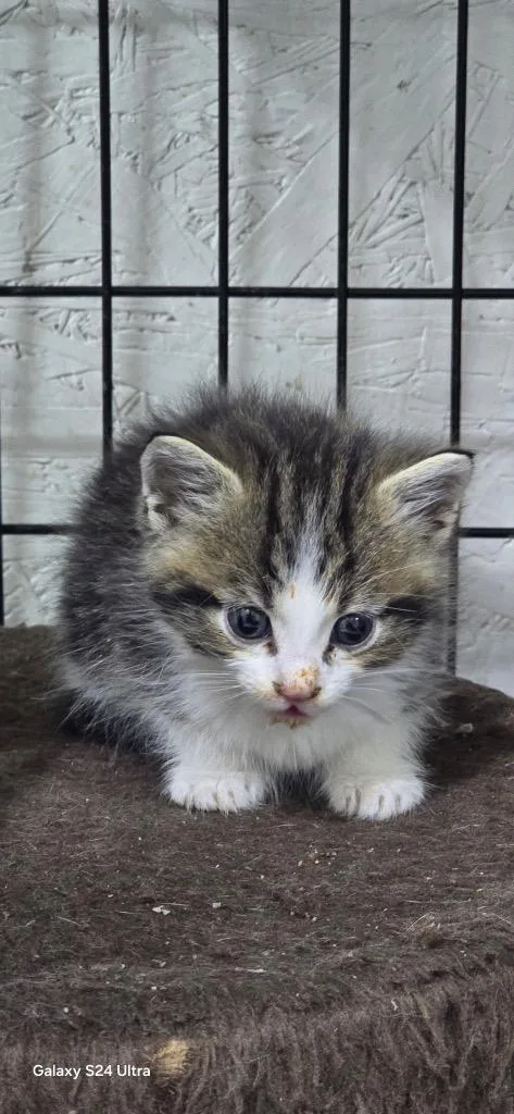 A baby small-sized male Domestic Medium Hair cat named Bo for adoption in Kell, IL