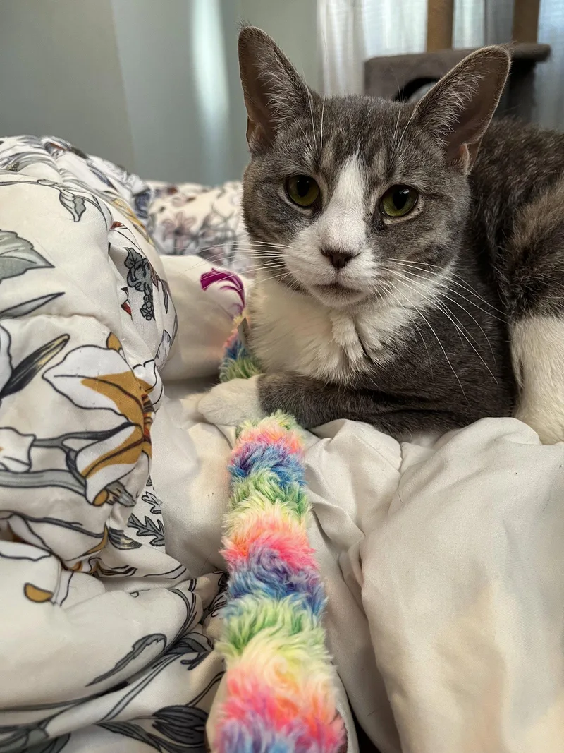 An adult medium-sized female Gray & White Domestic Short Hair cat named Vivian  Willow Grove for adoption in Greenville, DE